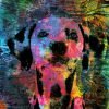 Christian Lange - Dalmatien