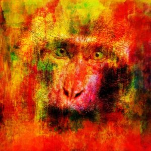 Christian Lange - Macaque